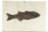 Uncommon Fish Fossil (Mioplosus) - Wyoming #222857-1